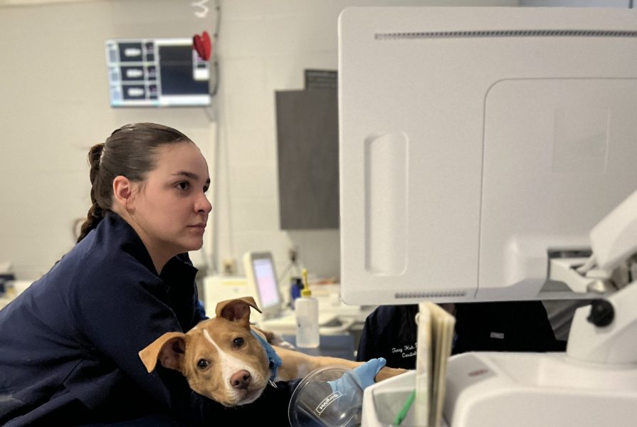 A veterinary nurse is holding a patient on an exam table while an echocardiogram is performed