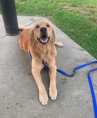 golden retreiver on a leash