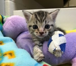 A kitten is wearing a blue cast and is sitting on a purple blanket.