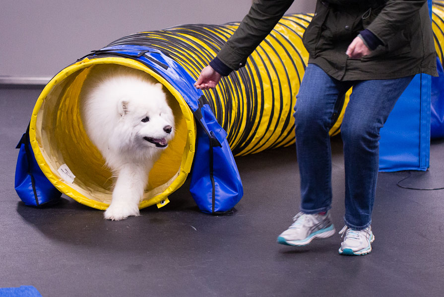 Low Impact Agility Class Dog Training