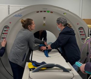 A bird is getting a computed tomography (CT)