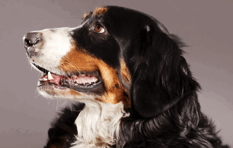 1402Veterinary Oncology Diagnostic Testing: Advances and Clinical Applications