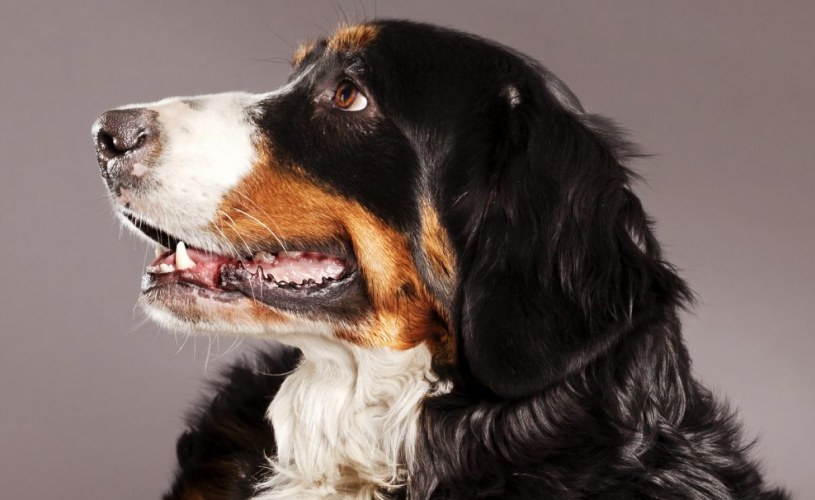 Veterinary Oncology Diagnostic Testing: Advances and Clinical