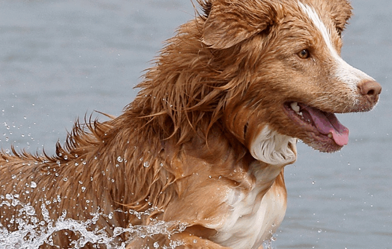 1493When the Plumbing Goes Wrong: A Review of Urothelial Tumors in the Dog