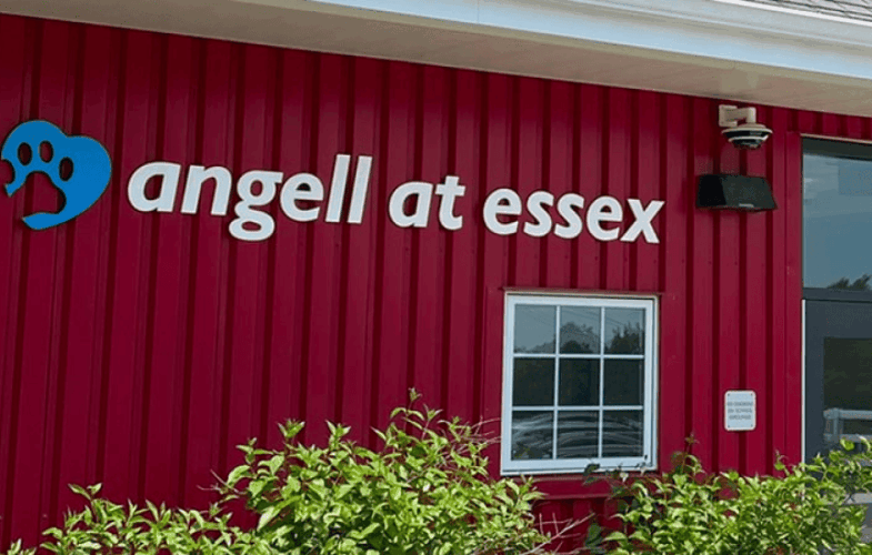 3512Dr. Heidi Broadley to Lead Angell at Essex, Train the Next Generation of Animal Health Professionals and Help Low-Income Clients