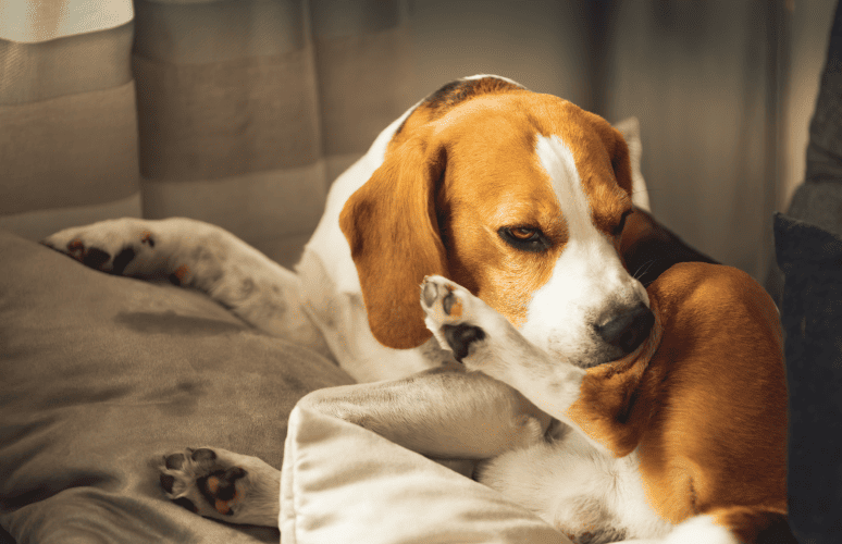 1642Benign Skin Masses of Dogs