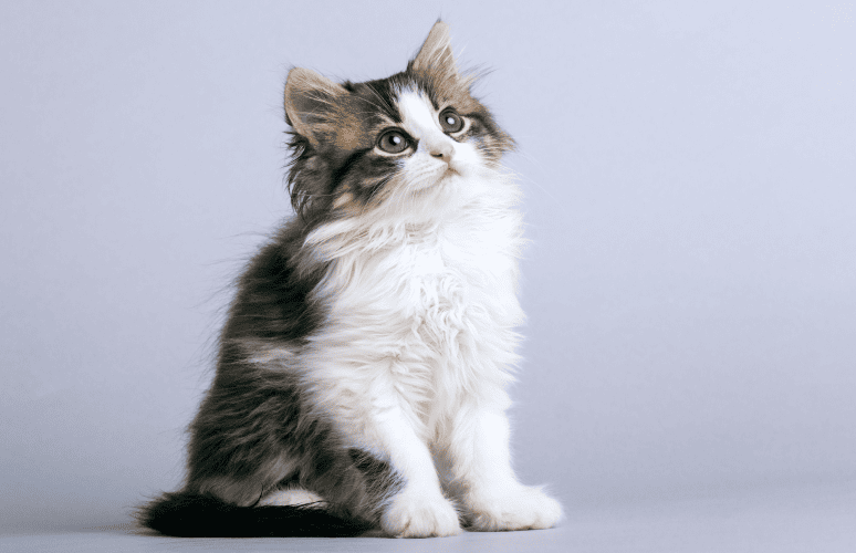 1673Feline Megacolon and Deobstipation