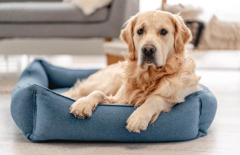 1639What Does it Mean if a Dog has Elevated Liver Values?