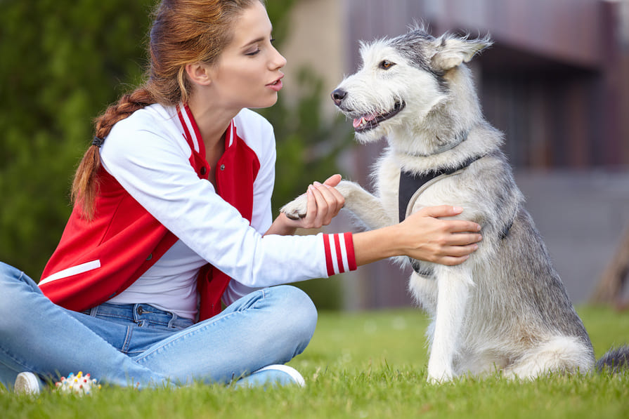 Animal Training