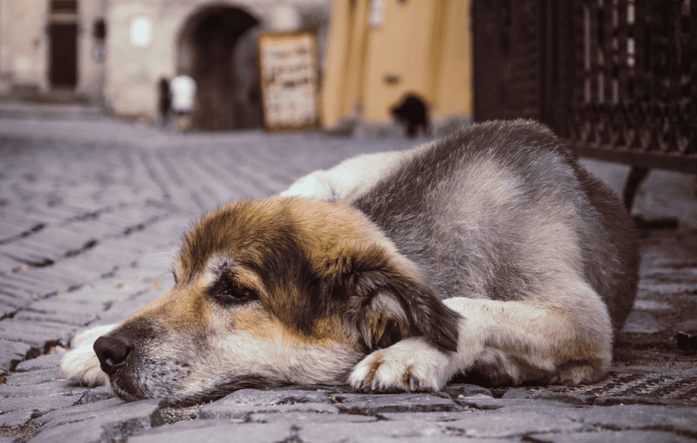 3488MSPCA Files Felony Animal Cruelty Charges against Owner of Emaciated Dog