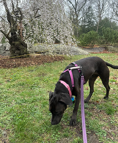 A dog sniffing the ground