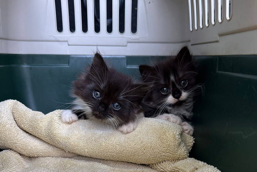 kittens