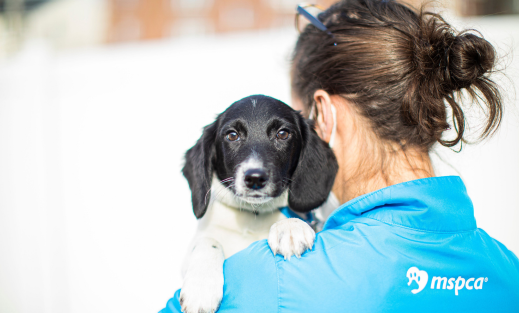 an MSPCA staff member holds a puppy over their shoulder