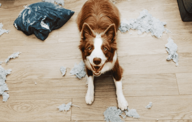 4823Separation Anxiety and Your Dog