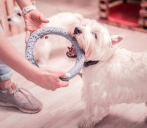 boredom-busters-10-indoor-exercises-to-train-and-tire-your-dog