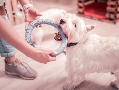 boredom-busters-10-indoor-exercises-to-train-and-tire-your-dog