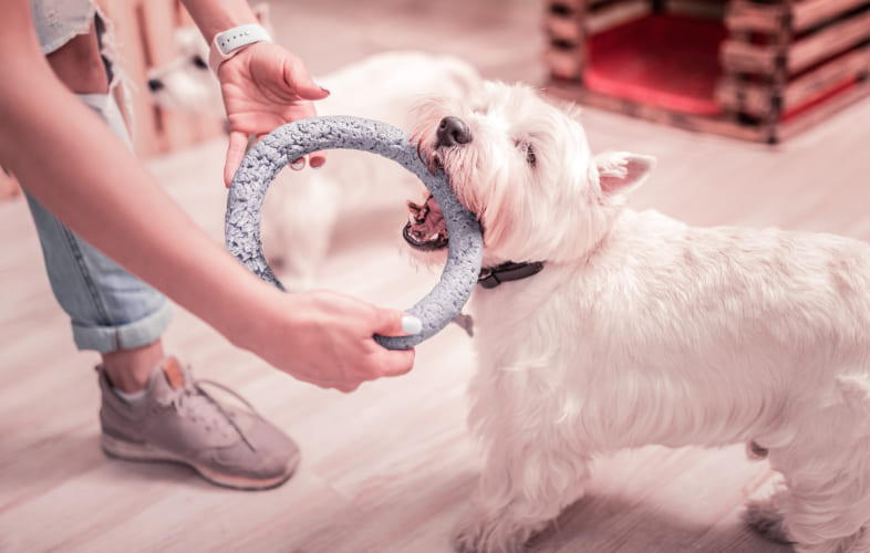 4812Boredom Busters: 10 Indoor Exercises to Train and Tire Your Dog