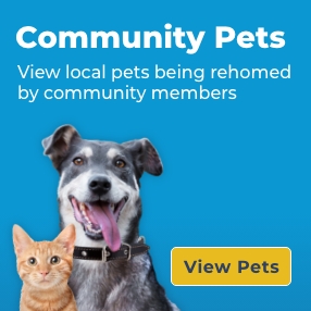 Community Search