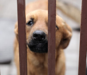 mspca-angell-files-animal-cruelty-charges-against-westminster-couple
