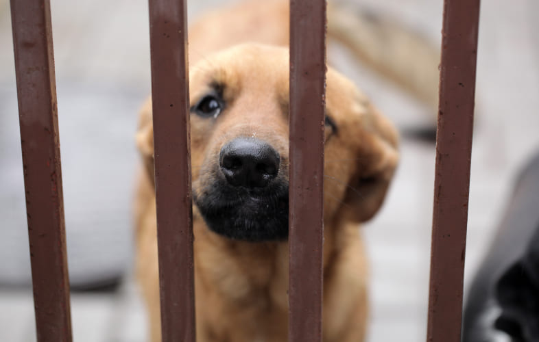 6194MSPCA-Angell Files Animal Cruelty Charges Against Westminster Couple