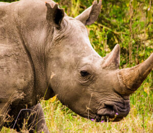ivory-and-rhinoceros-horn-trafficking