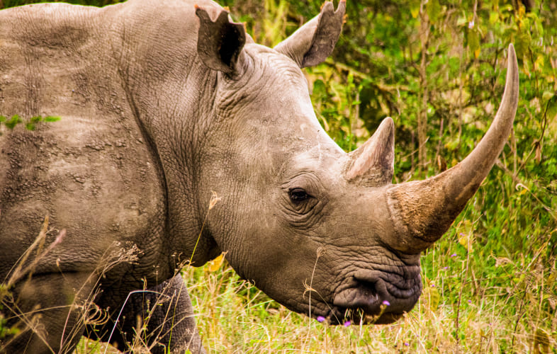 7720Ivory and Rhinoceros Horn Trafficking
