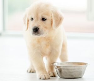 puppy-mill-bills