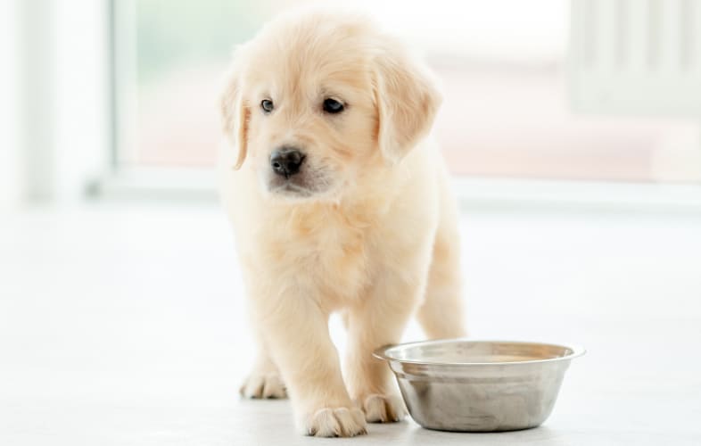 7726Banning the Retail Sale of Certain Animals in Pet Shops