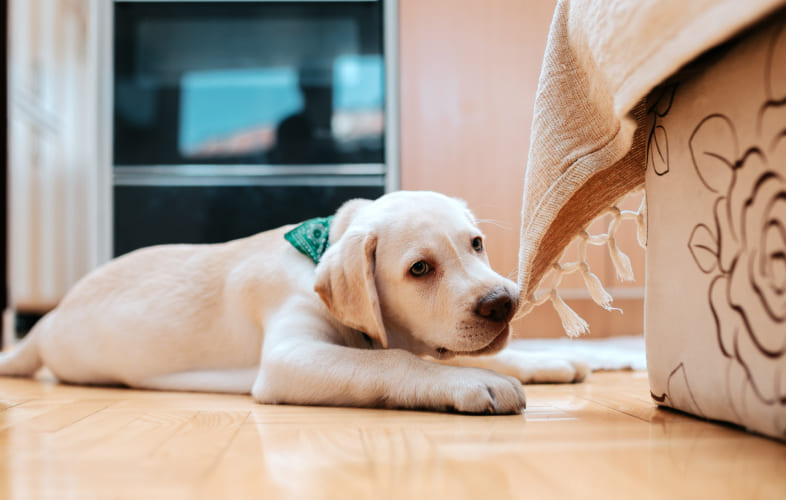 7728Creating Pet-Inclusive Housing