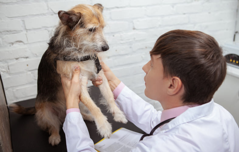 7737An Act Preventing Animal Cruelty
