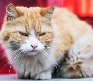 citations-for-cruel-conditions-for-animals