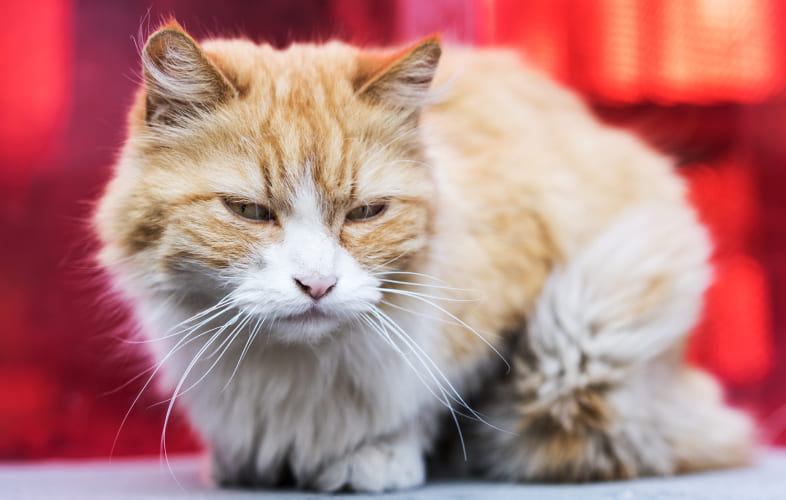 7741Citations for Cruel Conditions for Animals