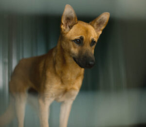 protecting-animals-from-abusers