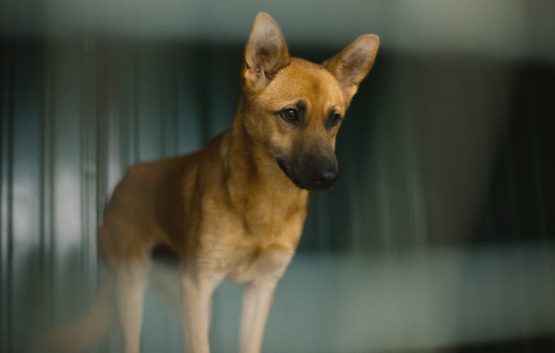 7743Protecting Animals from Abusers