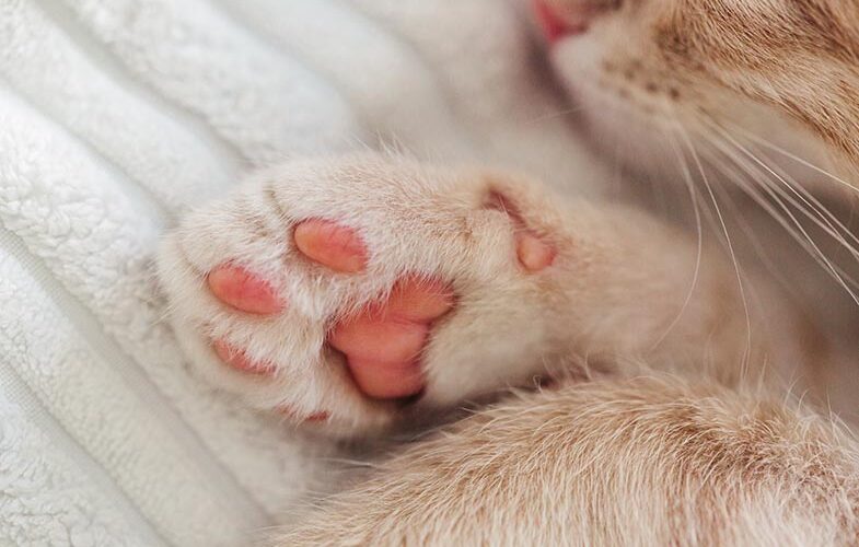 75822024 Declawing