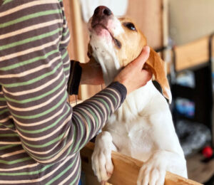 a-clinical-approach-to-canine-neck-pain