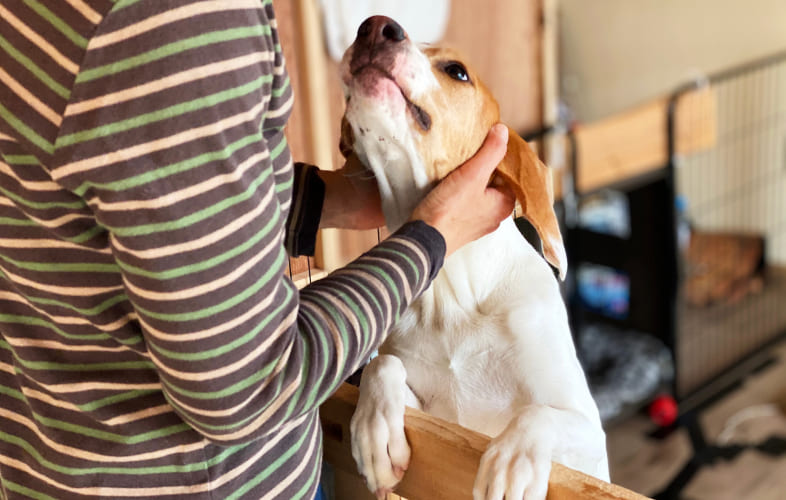 6671A Clinical Approach to Canine Neck Pain