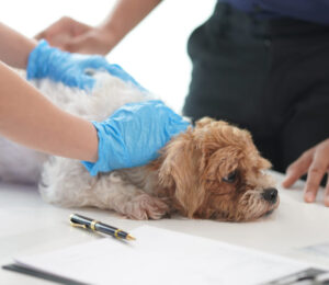 acute-vestibular-disease-in-old-dogs