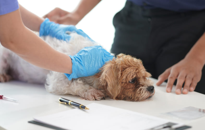 6660Acute Vestibular Disease in Old Dogs