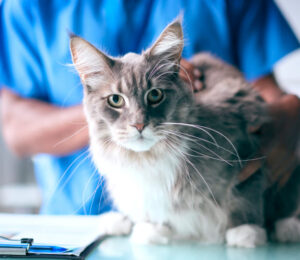 anemia-of-chronic-kidney-disease-in-cats