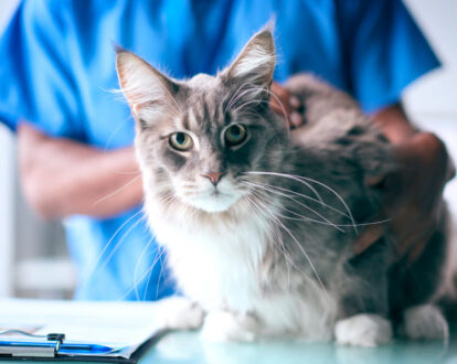 Anemia of Chronic Kidney Disease in Cats - MSPCA-Angell Anemia of Chronic Kidney Disease in Cats - MSPCA-Angell