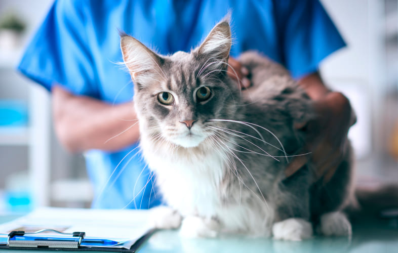 6775Anemia of Chronic Kidney Disease in Cats