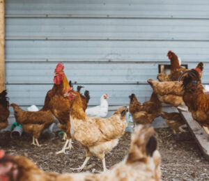 approach-to-respiratory-disease-in-backyard-chickens