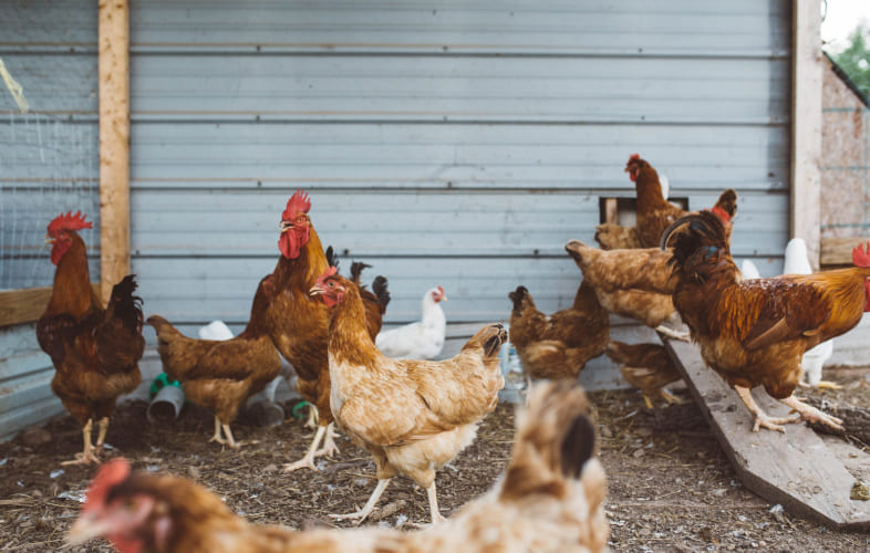 6650Approach to Respiratory Disease in Backyard Chickens