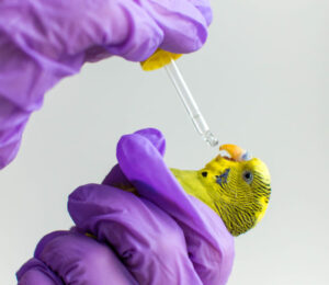 avian-respiratory-emergencies