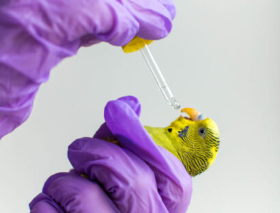 avian-respiratory-emergencies