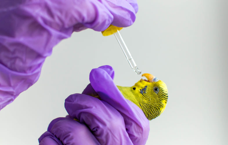 7228Avian Respiratory Emergencies