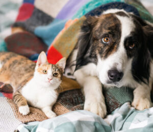 canine-and-feline-cutaneous-round-cell-tumors