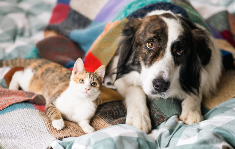 7142Canine and Feline Cutaneous Round Cell Tumors