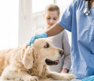 canine-cushings-disease